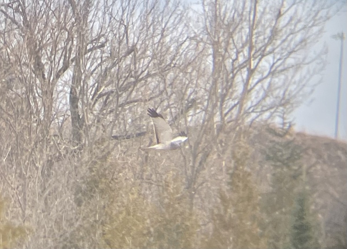 Northern Harrier - ML614792527