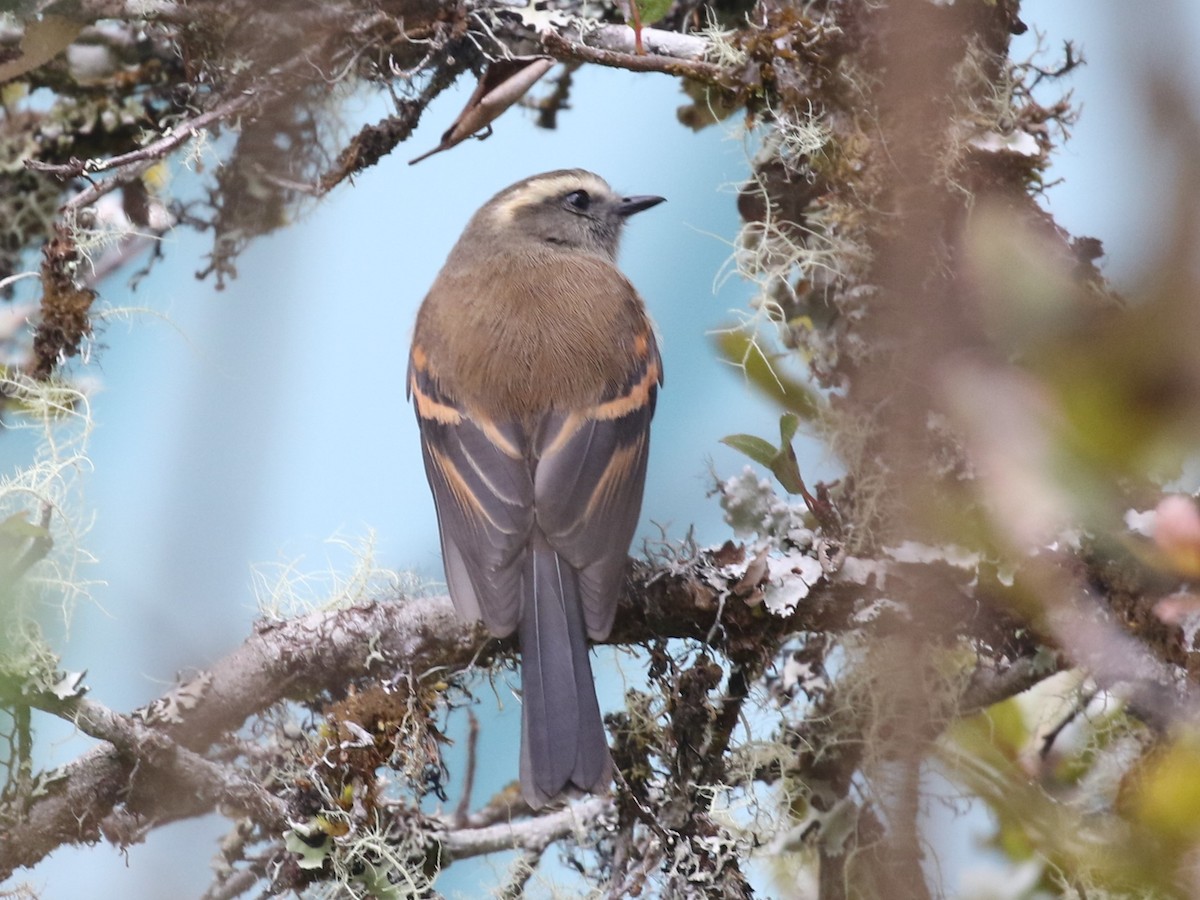 Brown-backed Chat-Tyrant - ML614792535