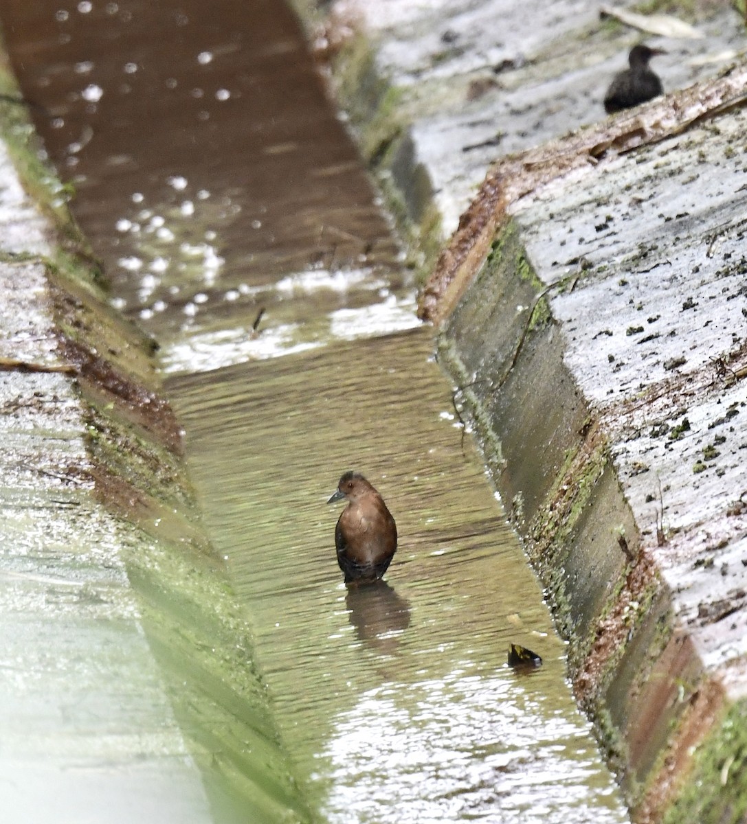 Band-bellied Crake - ML614792544