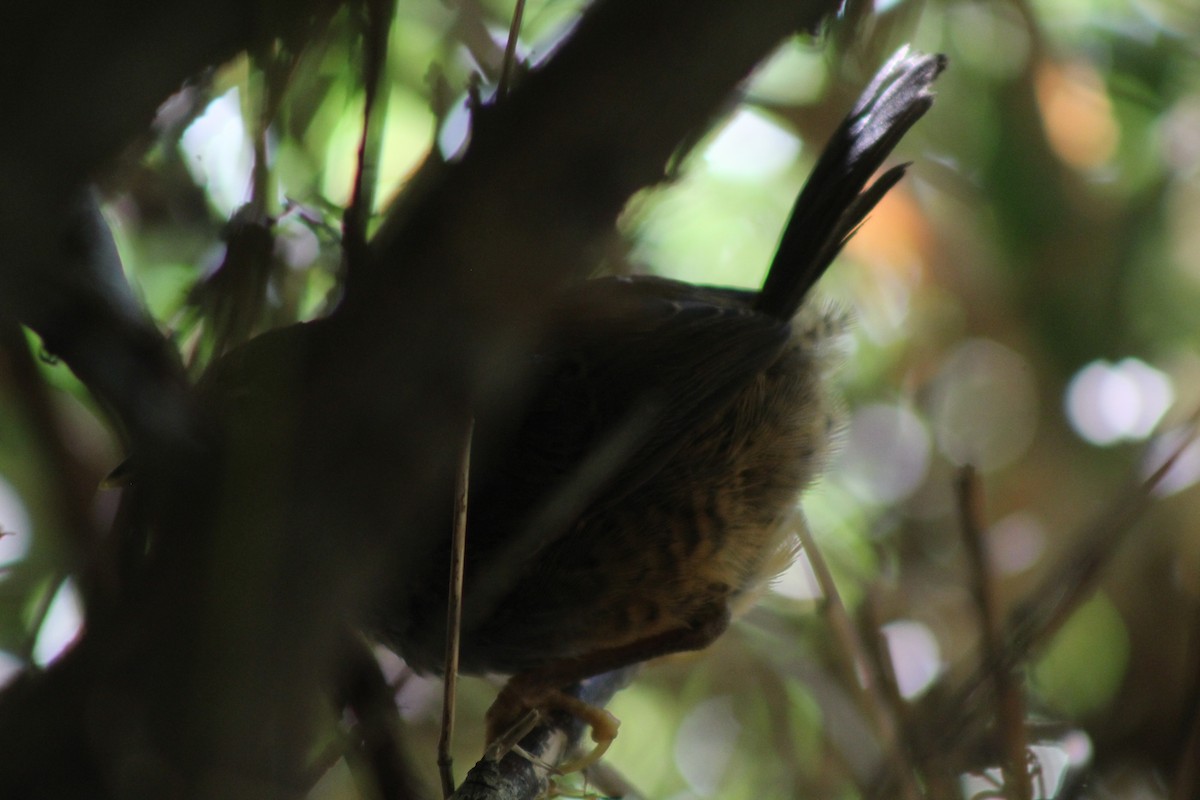 Ochre-flanked Tapaculo - Andrea Ojeda Sepúlveda