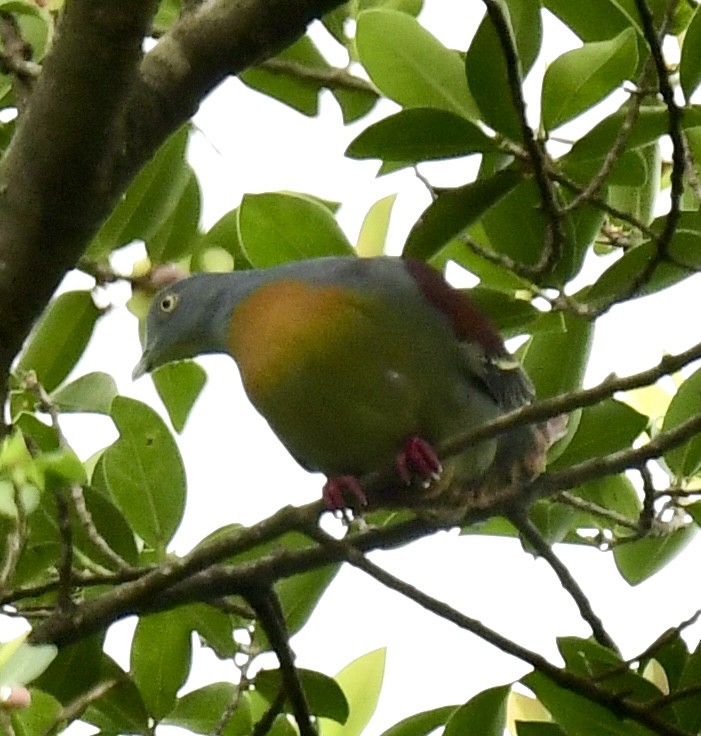 Little Green-Pigeon - ML614792600