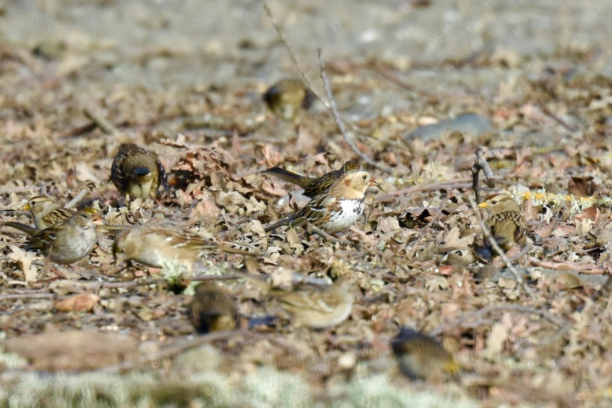 Harris's Sparrow - ML614792611