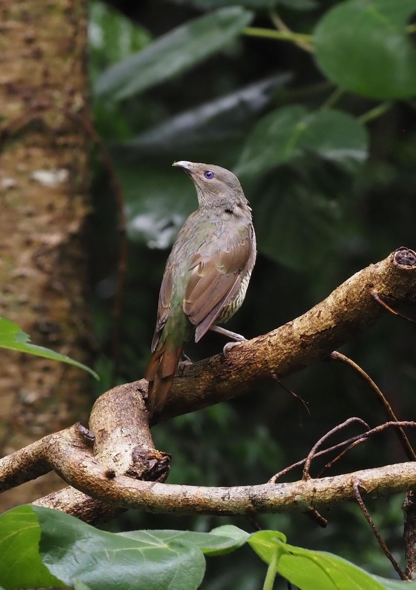 Satin Bowerbird - ML614792627