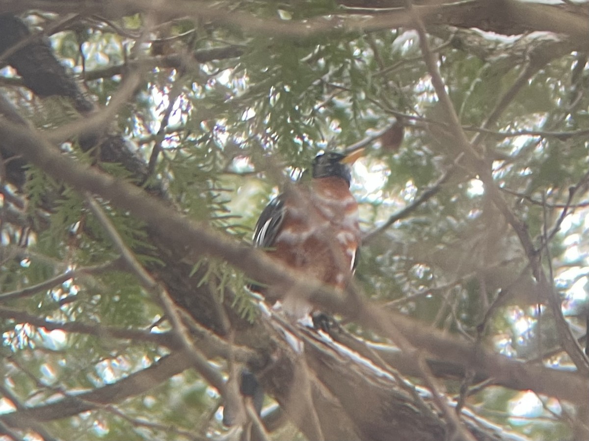 American Robin - ML614792633