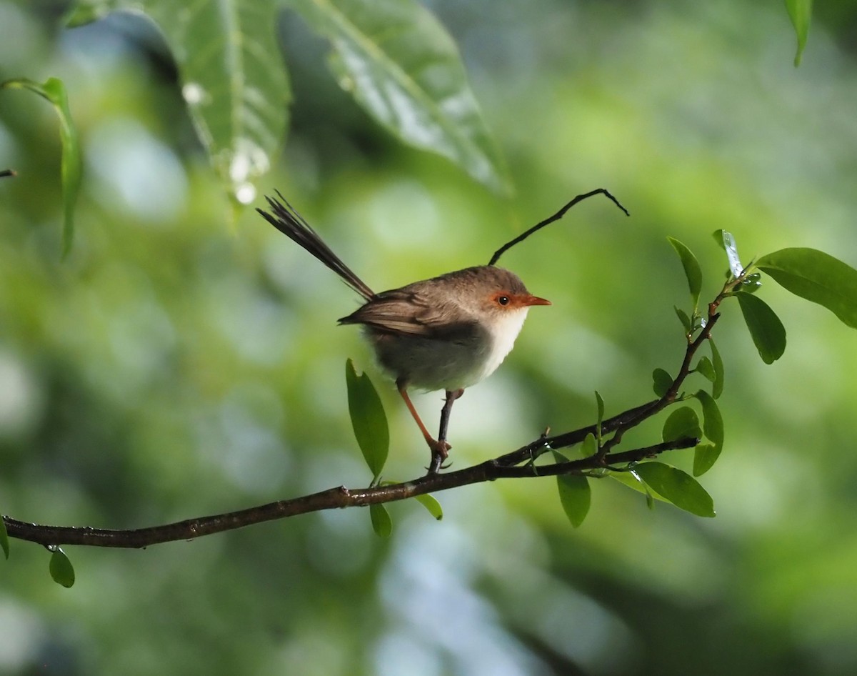 Superb Fairywren - ML614792641