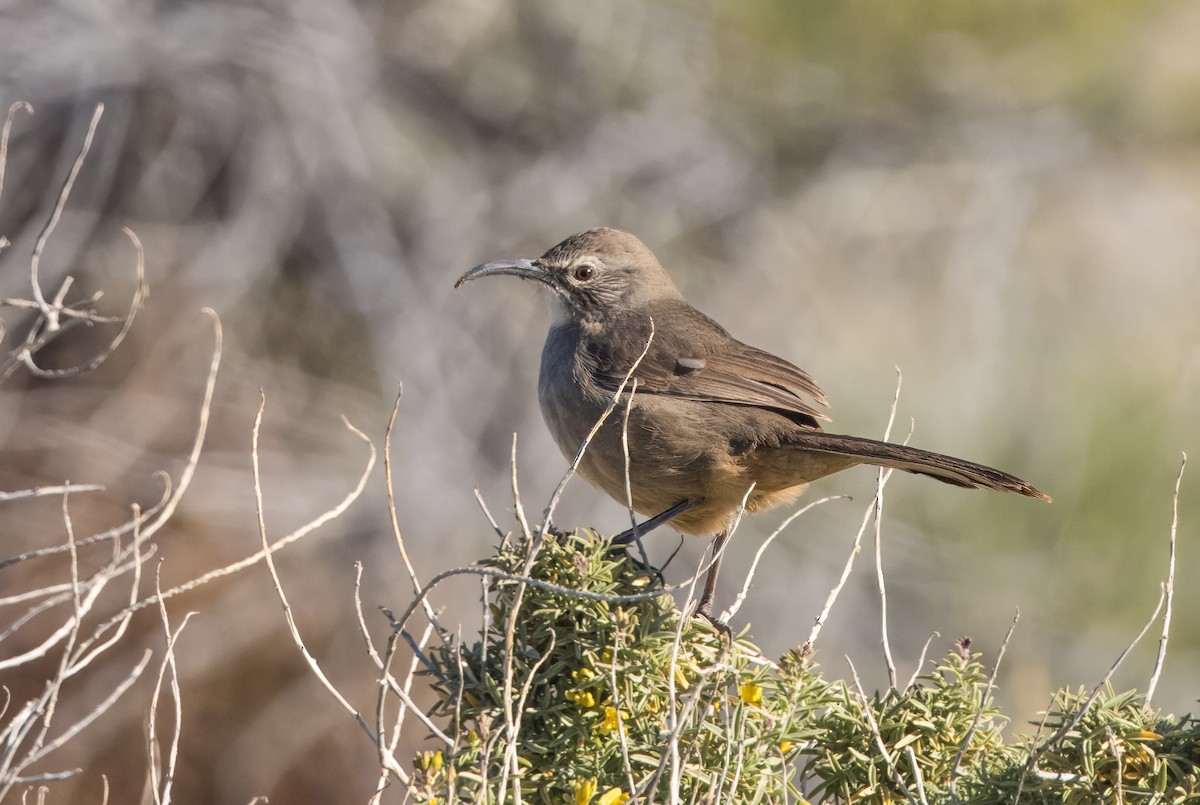 California Thrasher - ML614792673