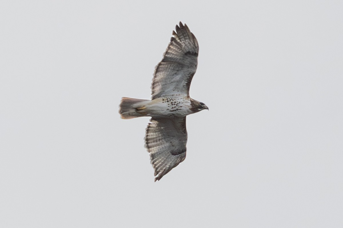 Red-tailed Hawk - ML614792772