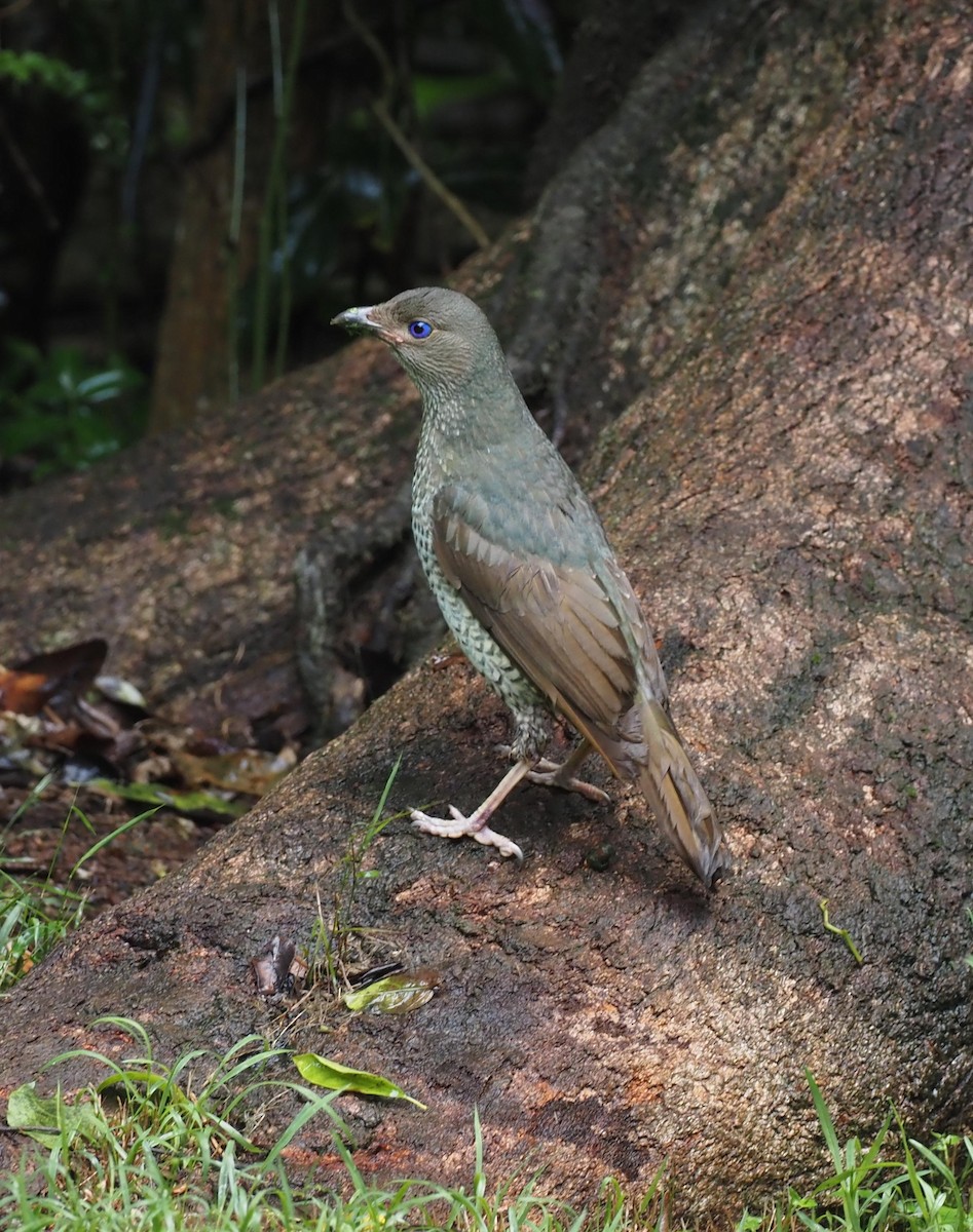 Satin Bowerbird - Rosario Douglas