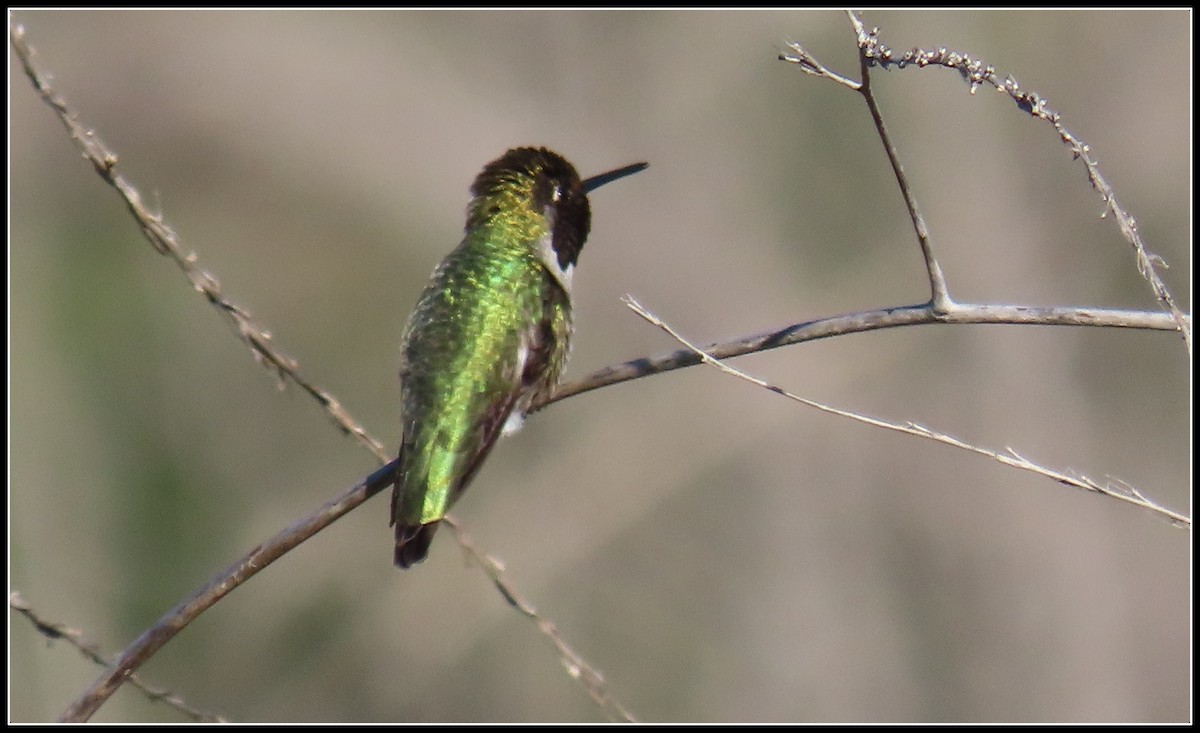 Anna's Hummingbird - ML614792812