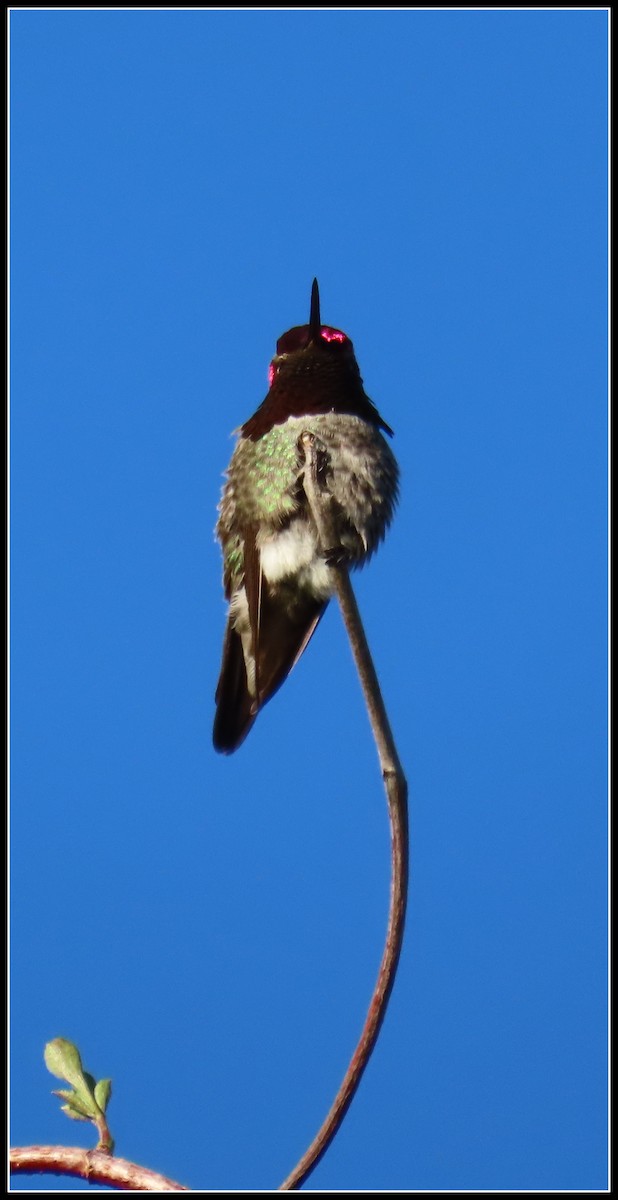 Anna's Hummingbird - ML614792816