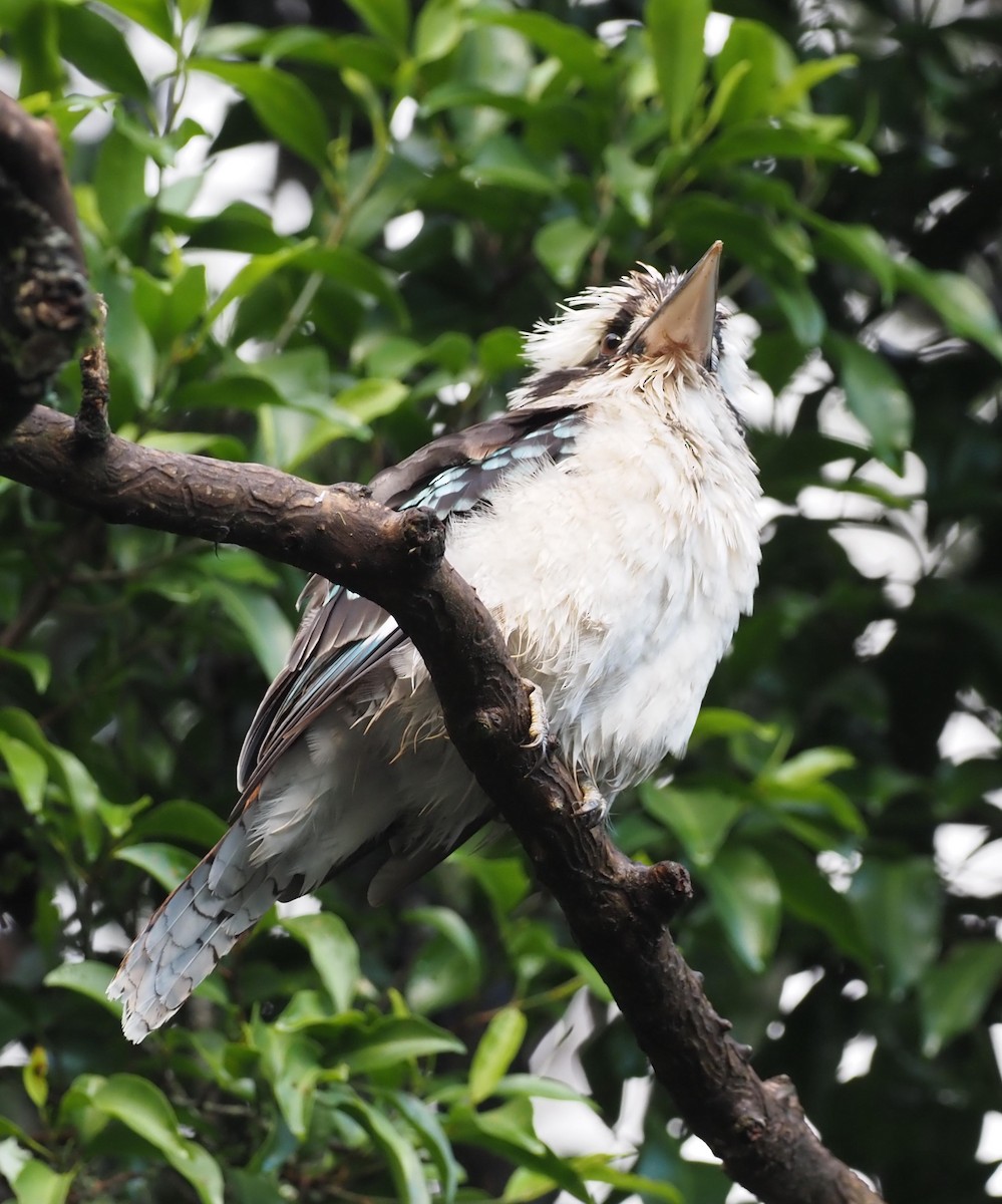 Laughing Kookaburra - Rosario Douglas