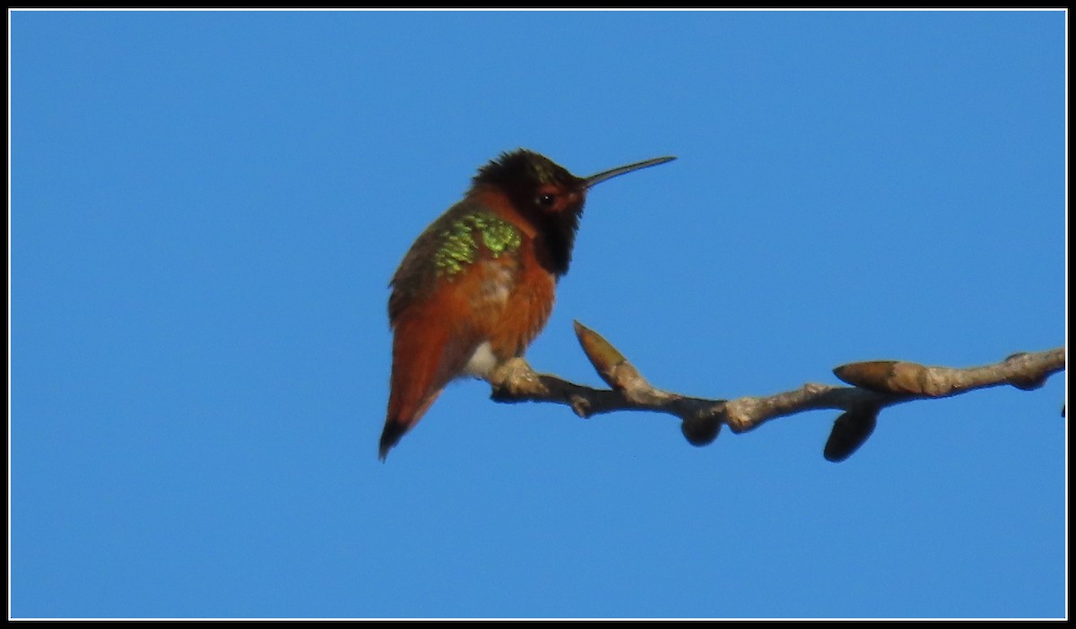 Allen's Hummingbird - Peter Gordon