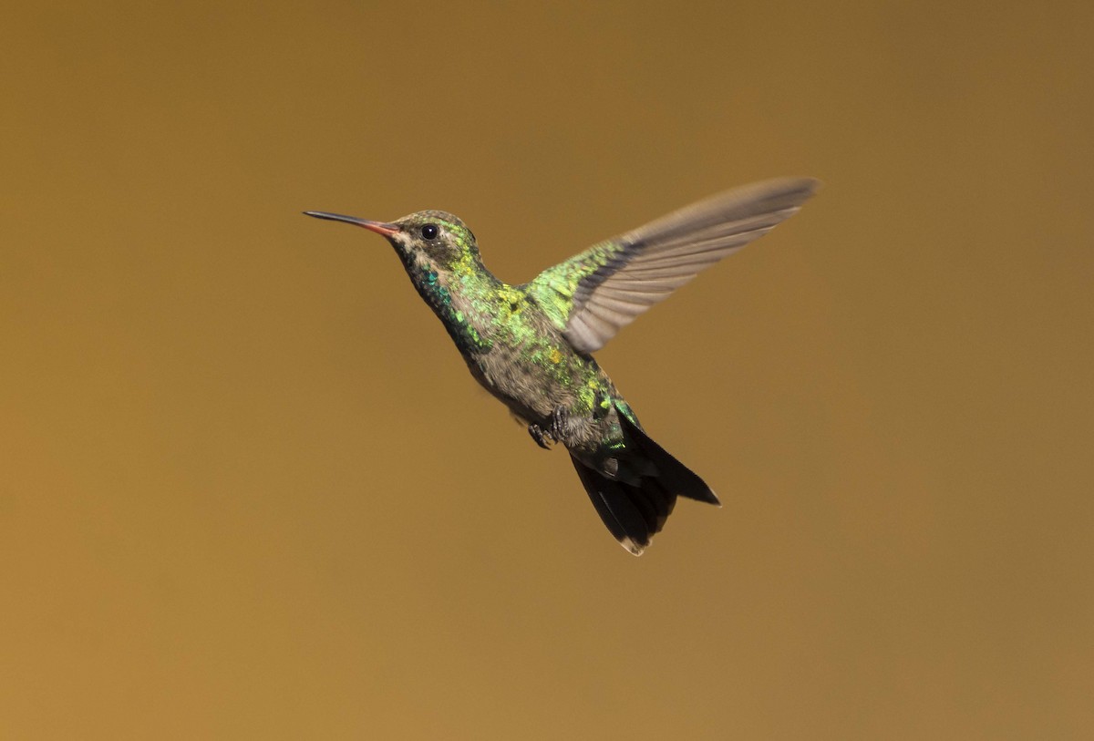 Glittering-bellied Emerald - Noelia Parola