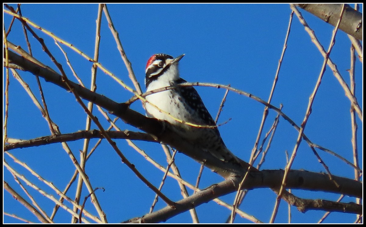 Nuttall's Woodpecker - ML614792863