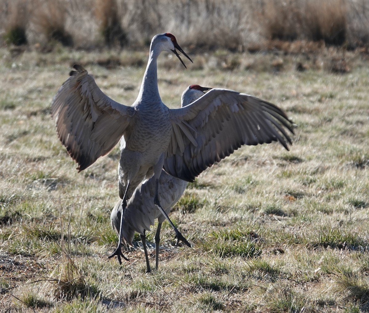 Sandhill Crane - ML614792918