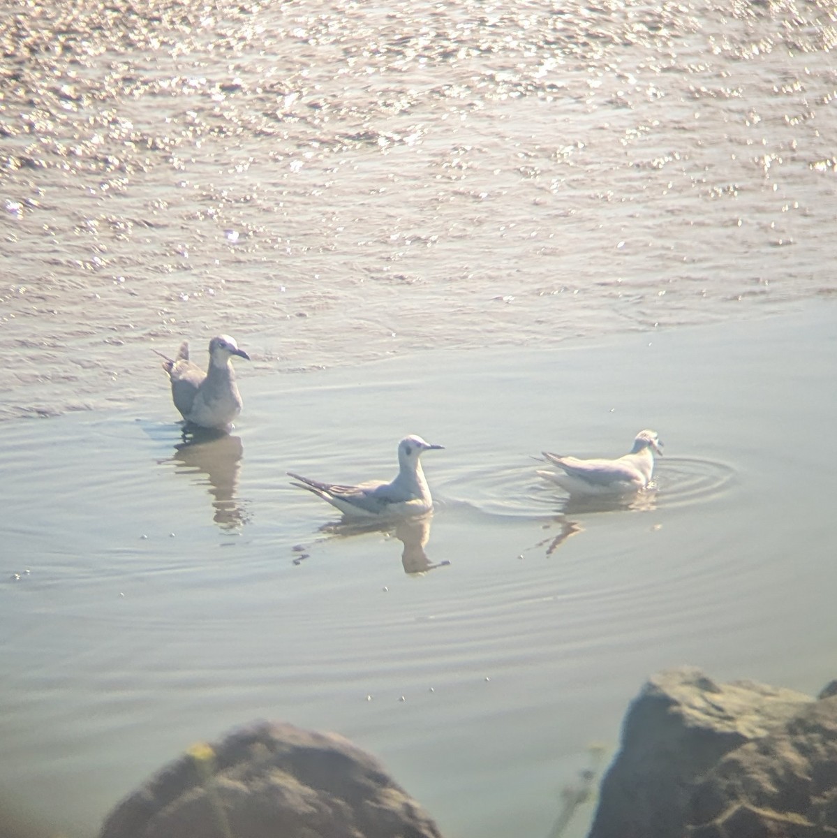 Laughing Gull - ML614792924