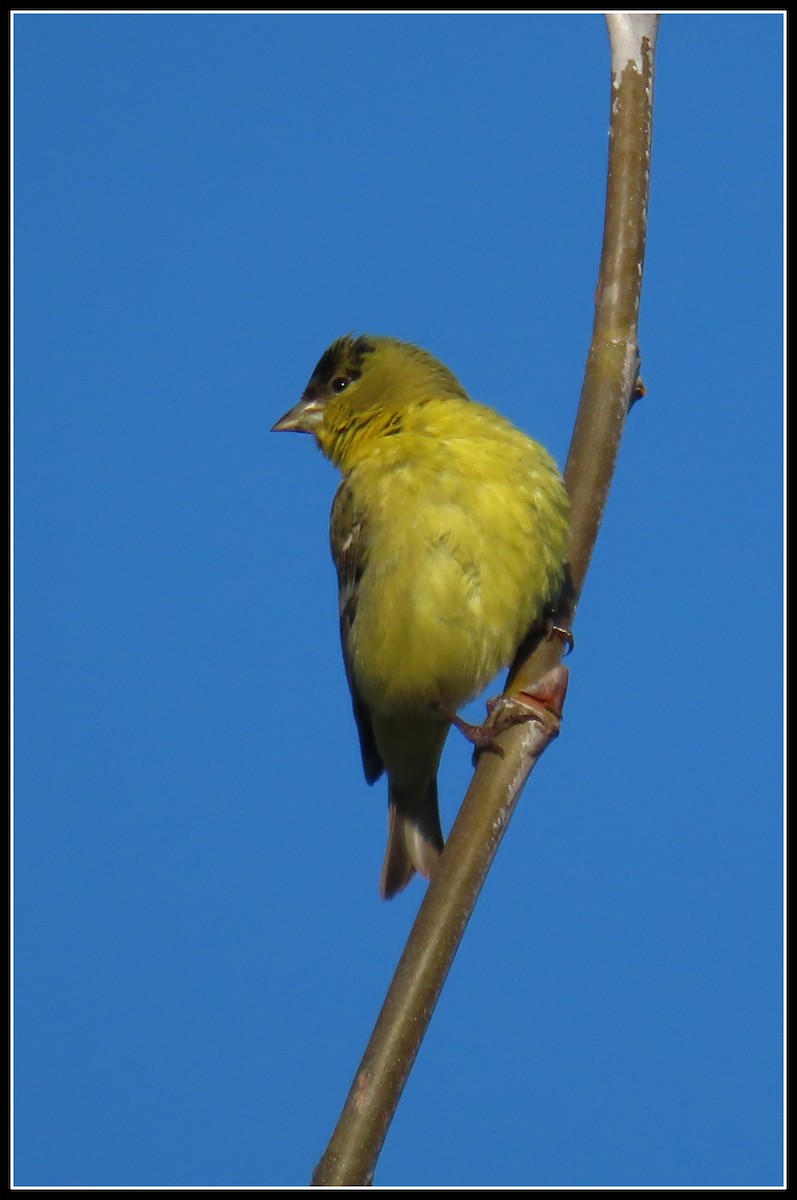 Lesser Goldfinch - ML614792952