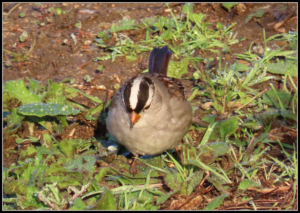 White-crowned Sparrow - ML614792956