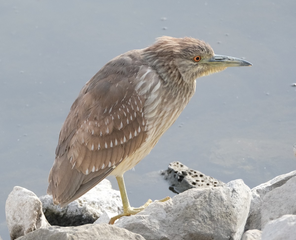 Black-crowned Night Heron - ML614792979