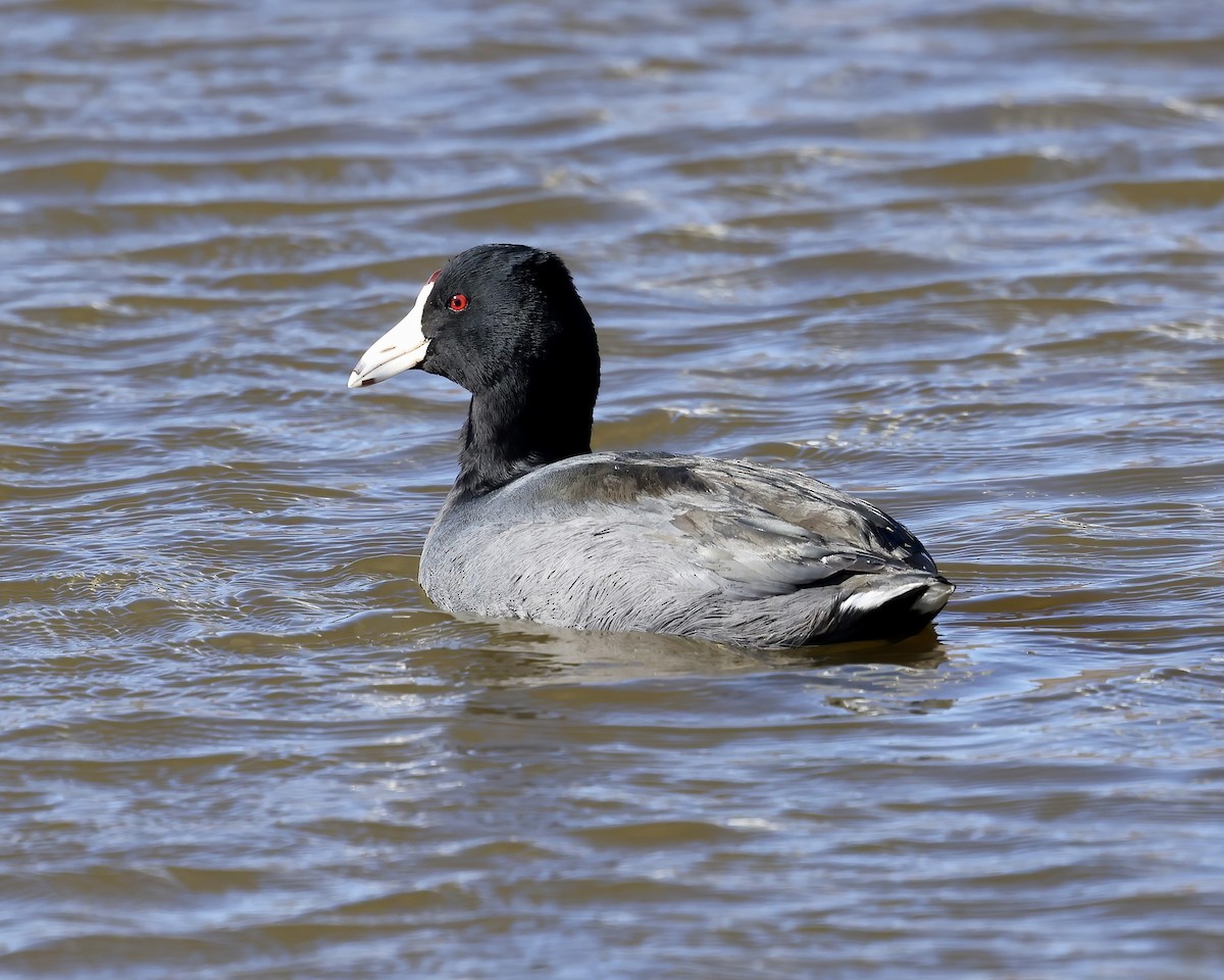American Coot - ML614792988
