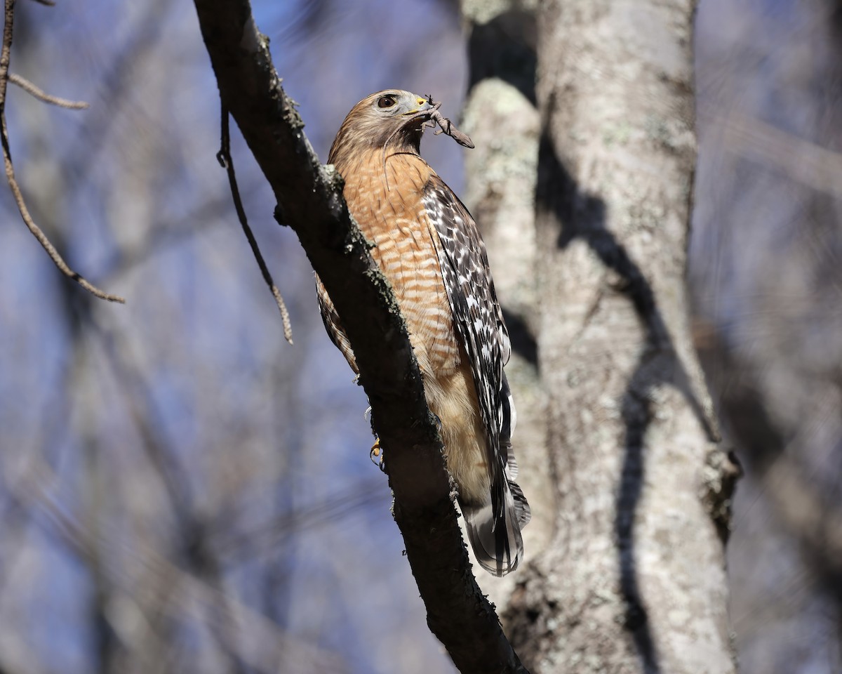 Red-shouldered Hawk - ML614793008