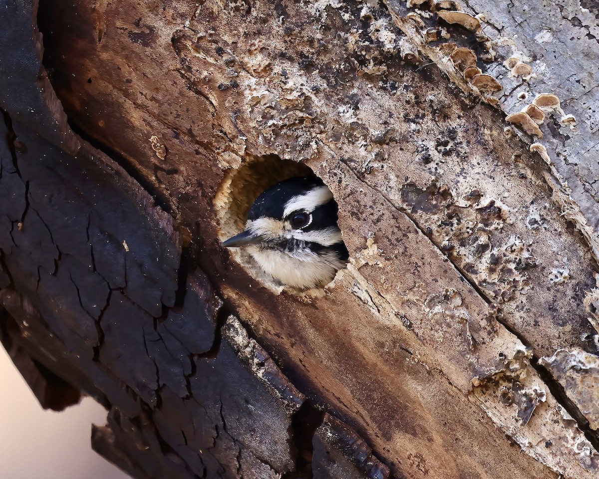 Downy Woodpecker - ML614793018