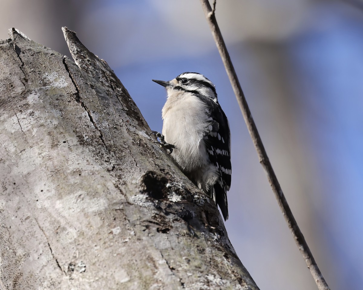 Downy Woodpecker - ML614793019