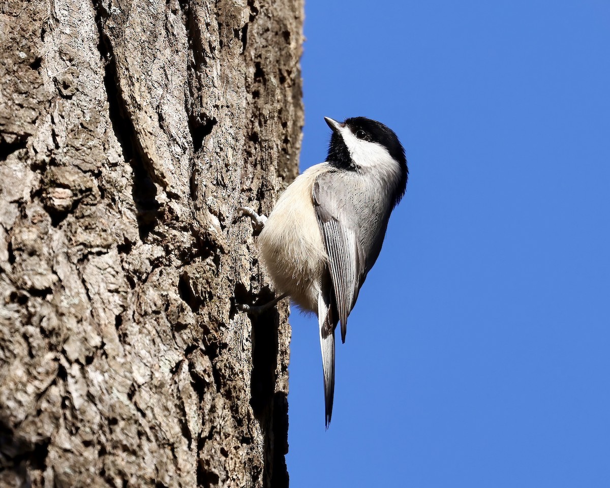 Carolina Chickadee - ML614793025