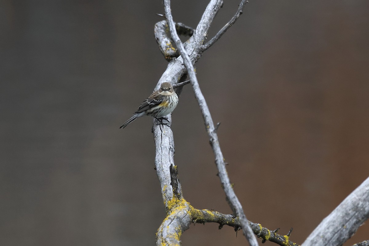 Yellow-rumped Warbler (Myrtle) - ML614793026