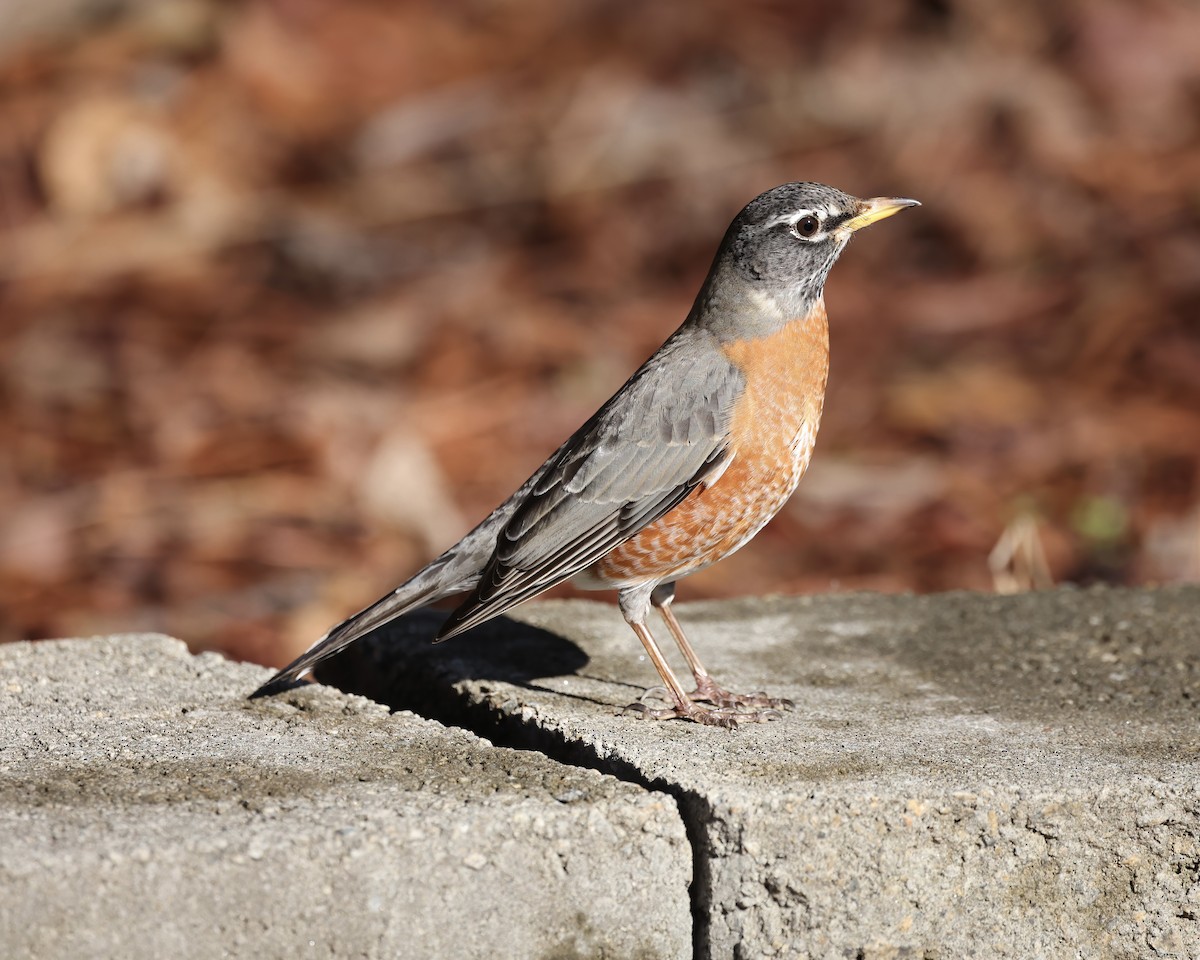American Robin - ML614793037