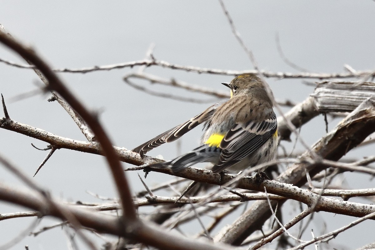 Yellow-rumped Warbler (Audubon's) - ML614793043
