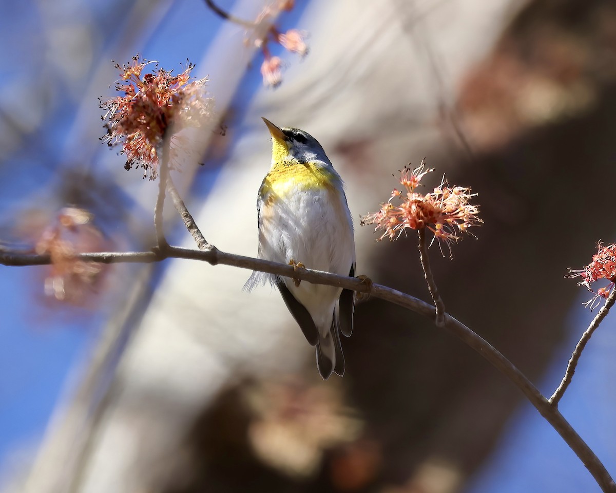 Northern Parula - ML614793049