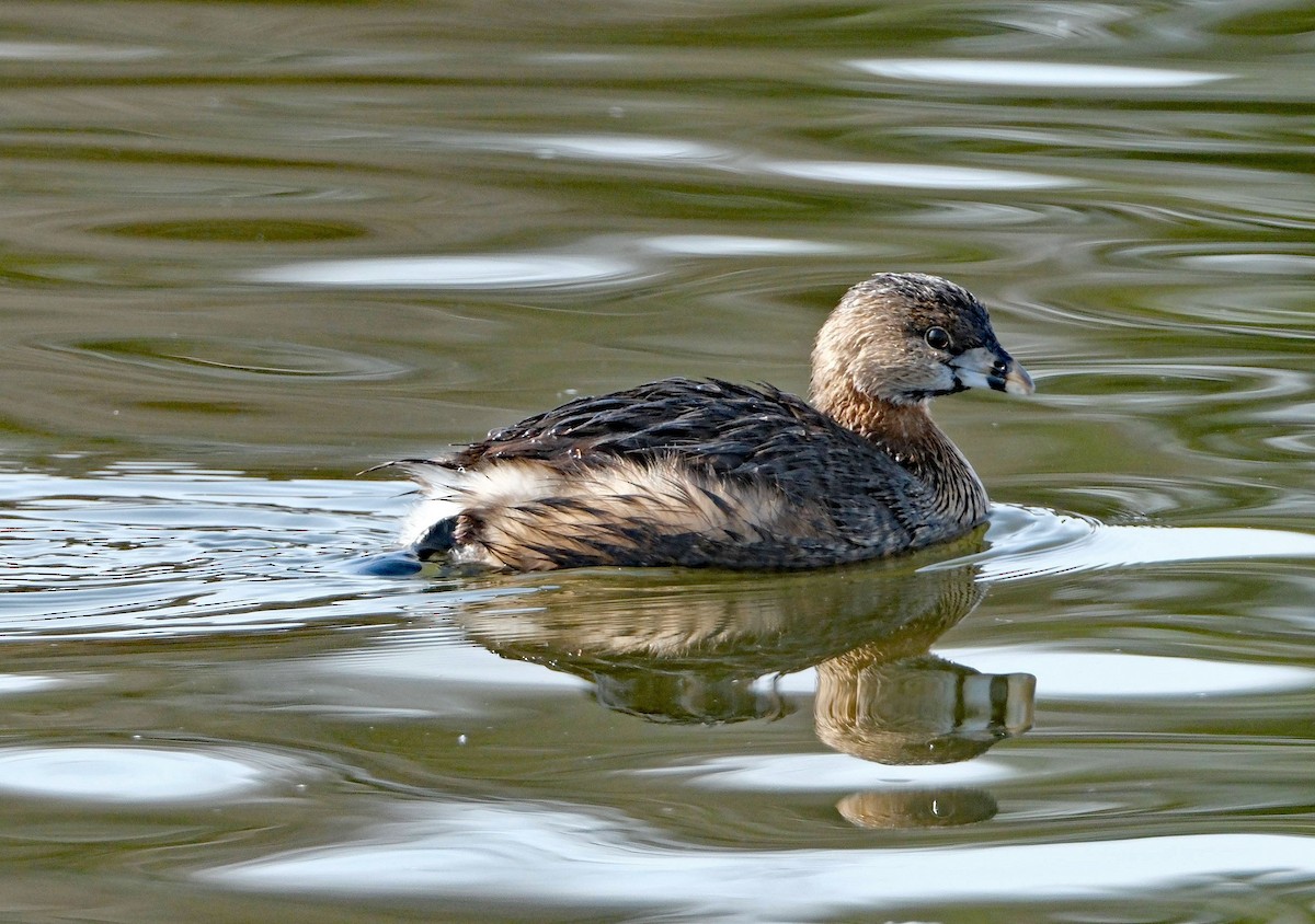 Pied-billed Grebe - ML614793064