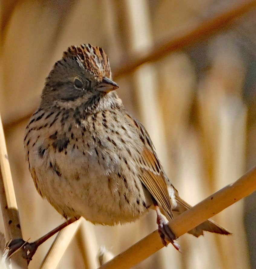 Lincoln's Sparrow - ML614793069