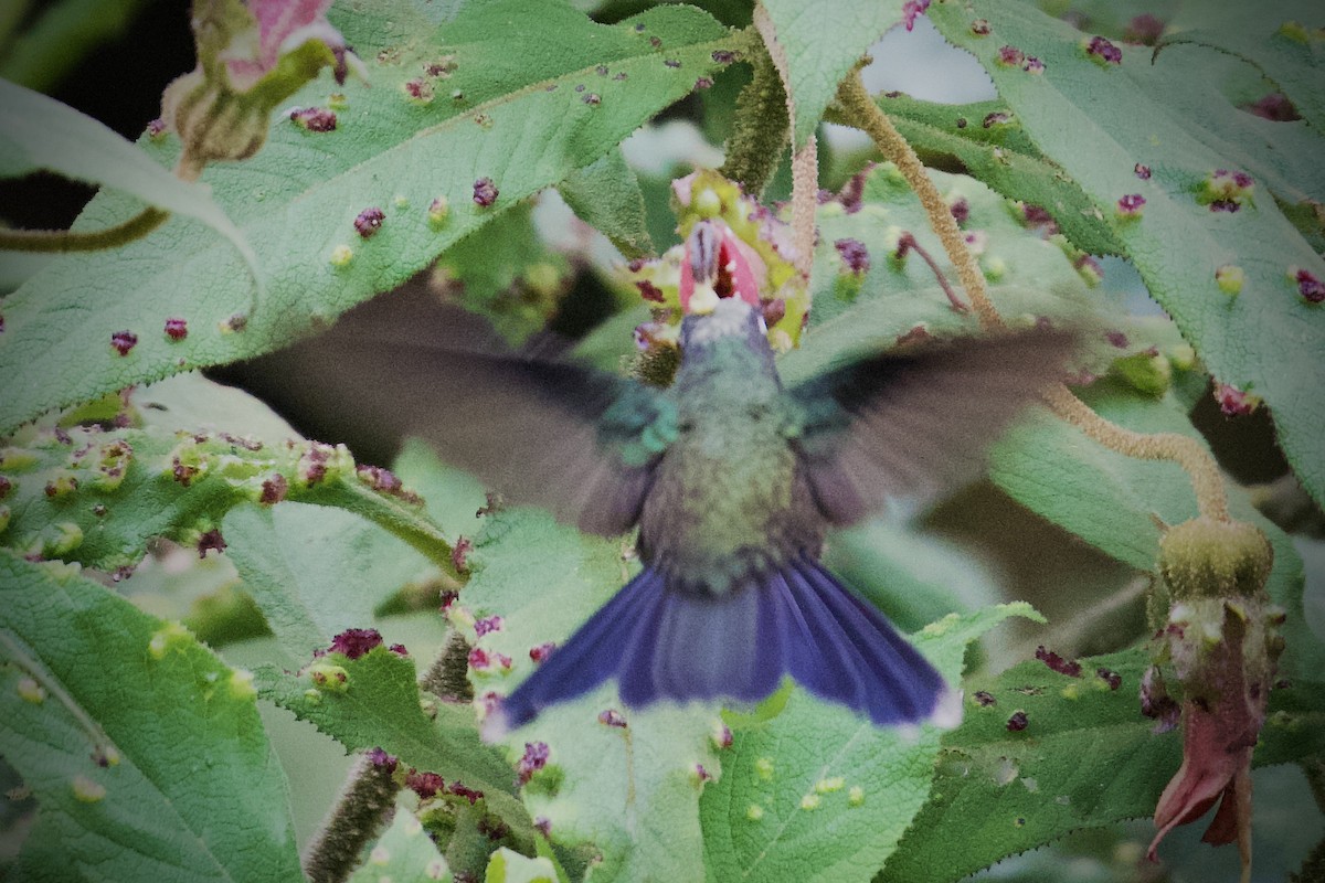 kolibřík modroocasý - ML614793076