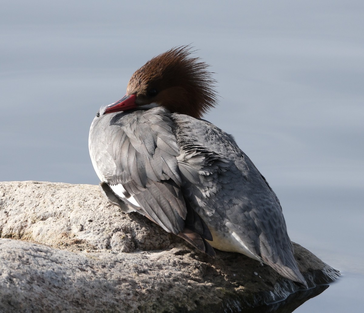 Common Merganser - Lori Bellis