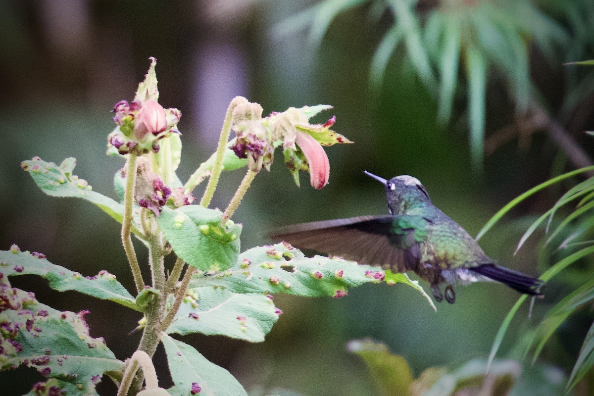kolibřík modroocasý - ML614793079