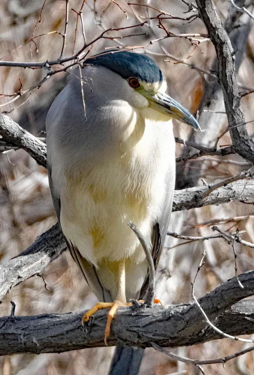 Black-crowned Night Heron - ML614793082