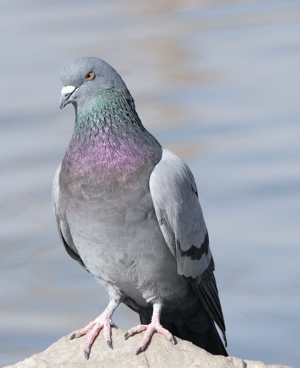 Rock Pigeon (Feral Pigeon) - ML614793111