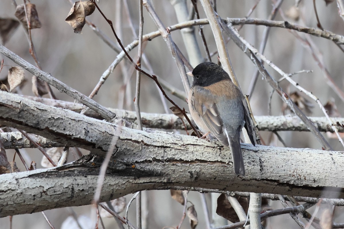 Dark-eyed Junco - ML614793140