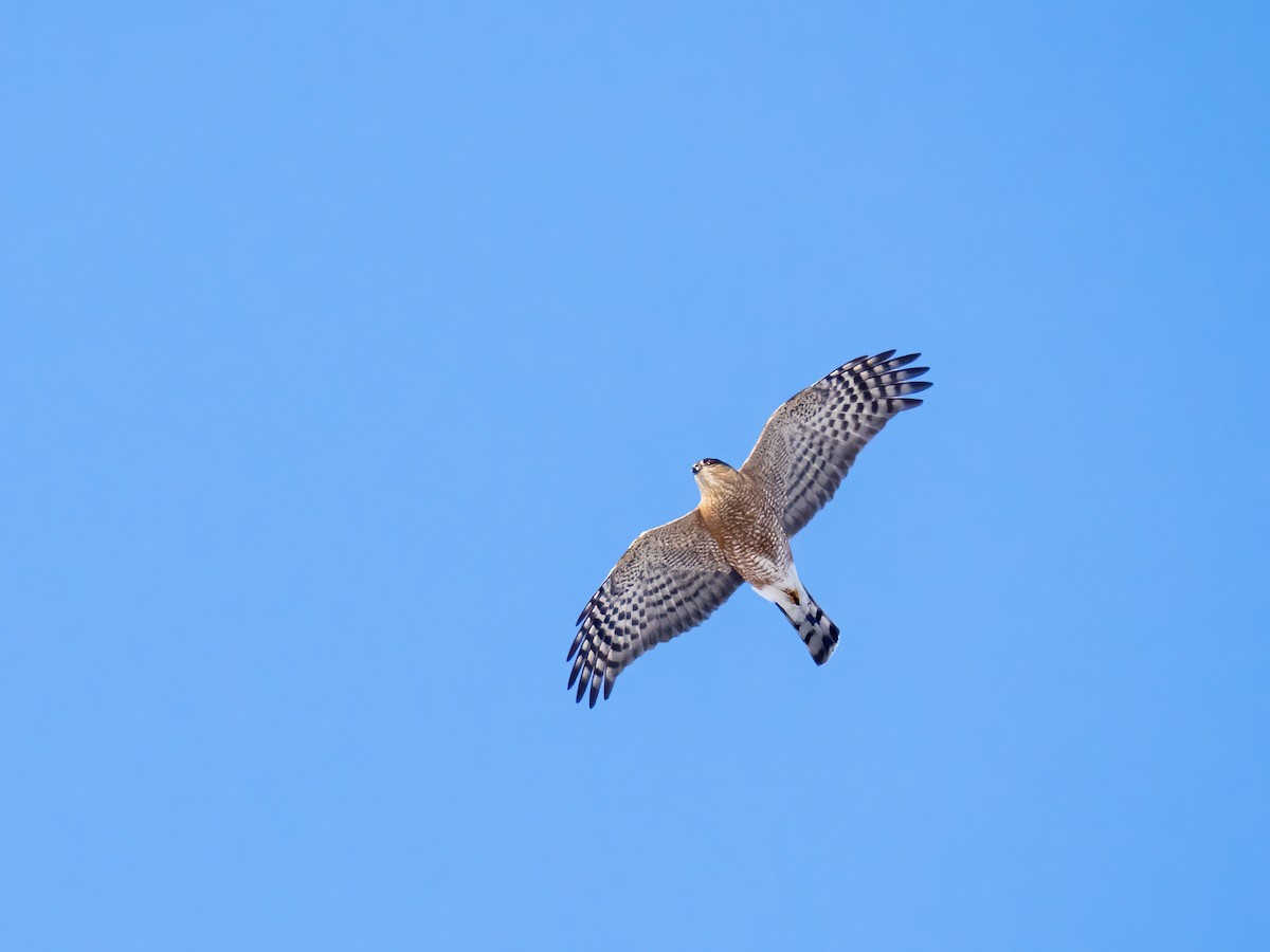 Sharp-shinned Hawk - ML614793144