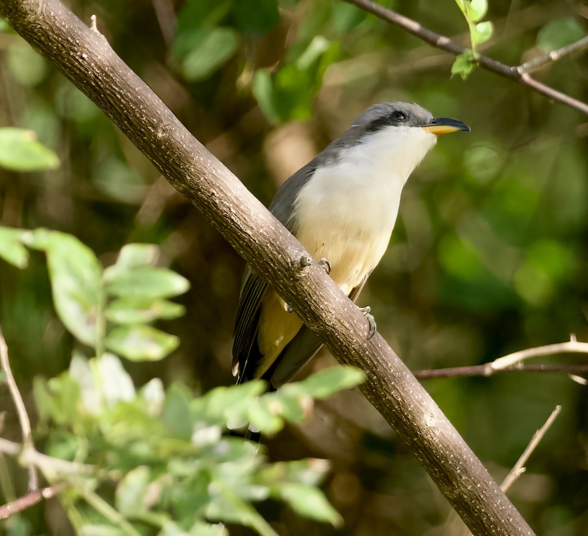 Mangrove Cuckoo - John Gregory