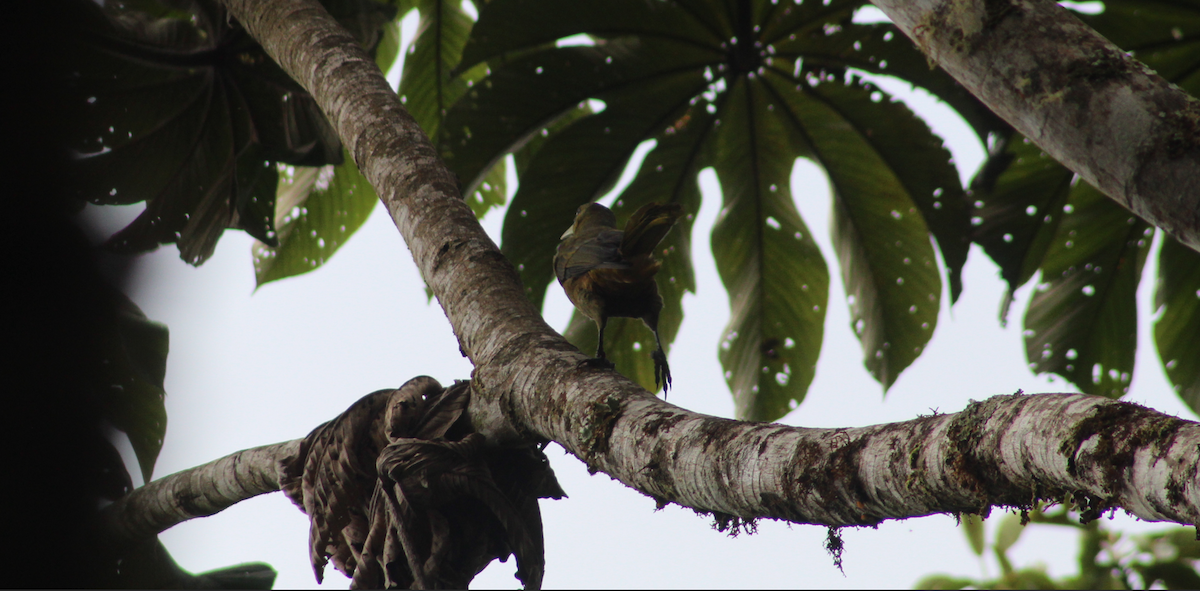 Yellow-rumped Cacique - Salvador Chicchon