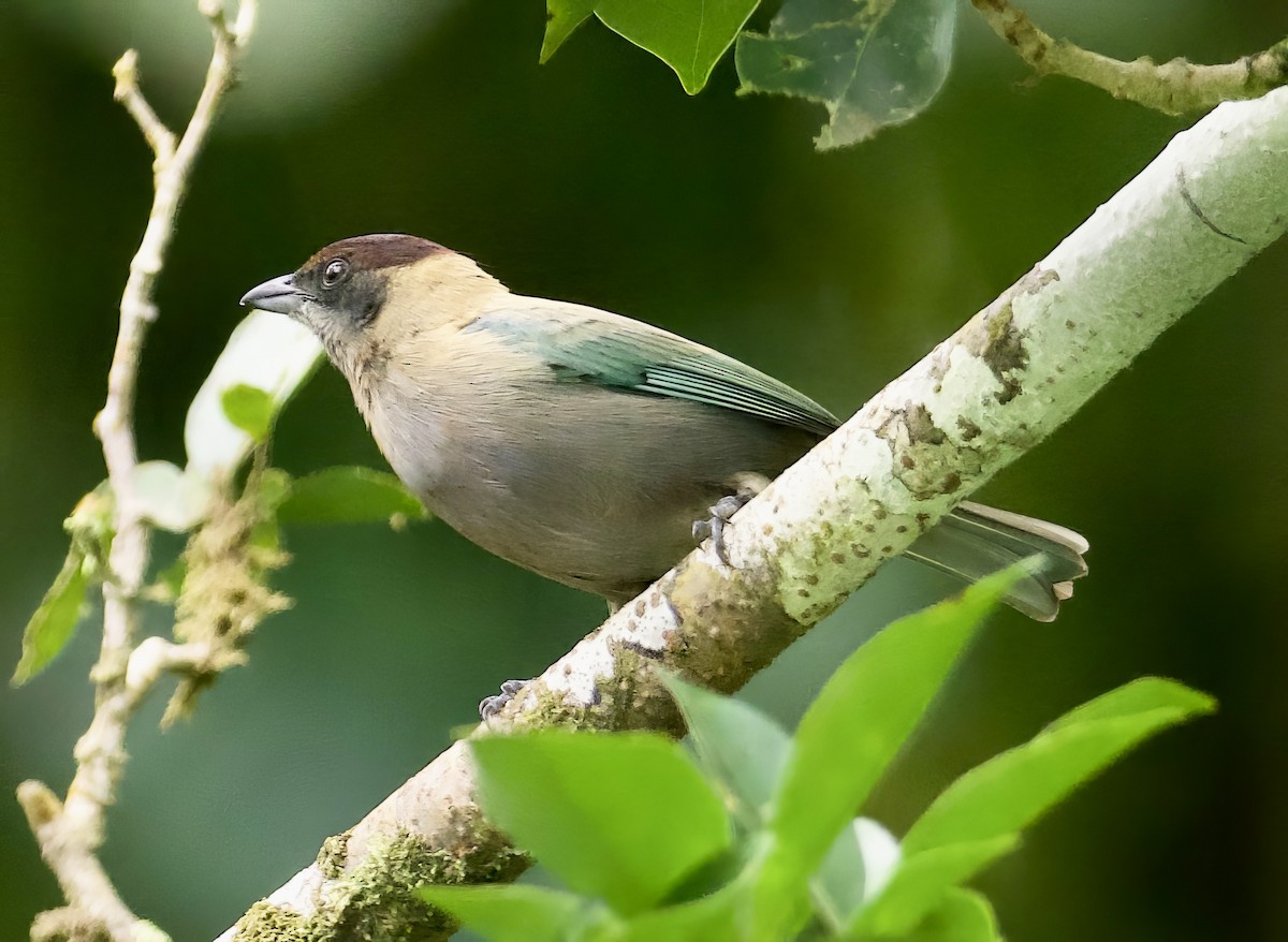 Lesser Antillean Tanager - ML614793247