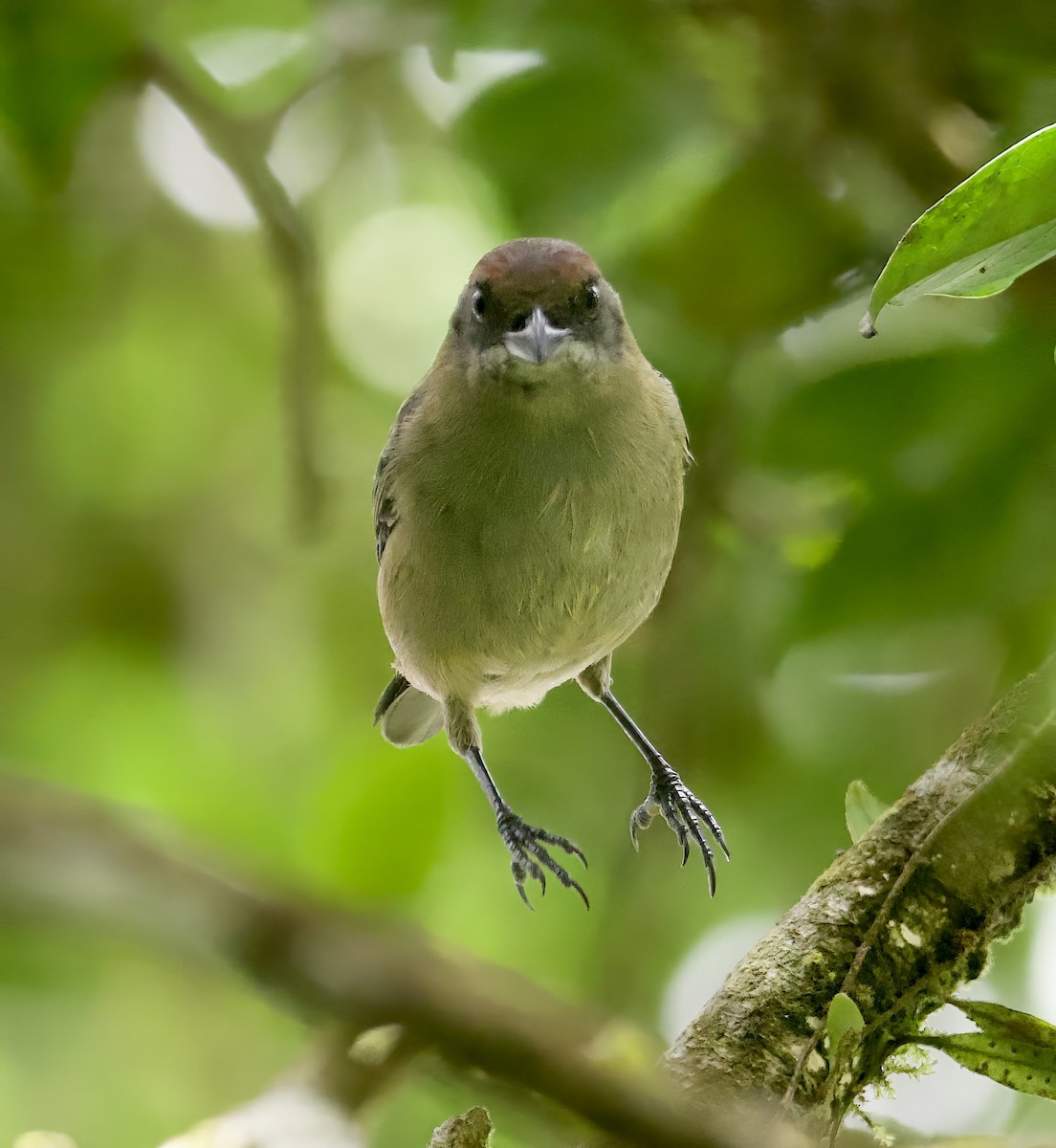 Lesser Antillean Tanager - John Gregory