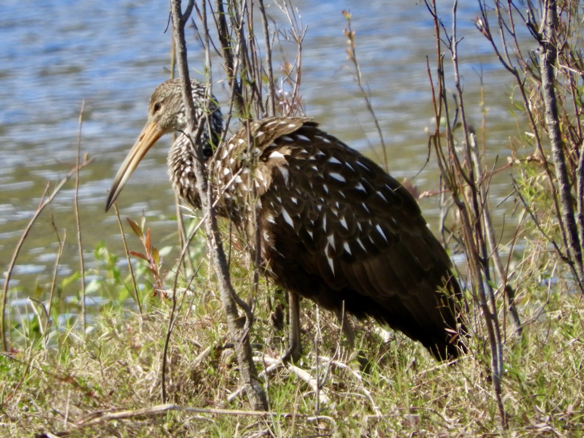 Limpkin - ML614793321