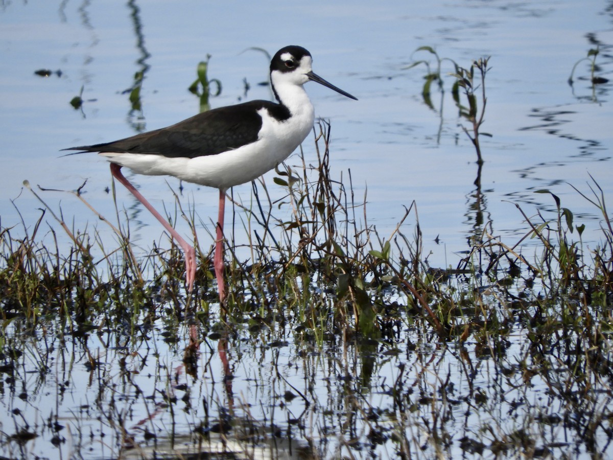 Black-necked Stilt - ML614793329