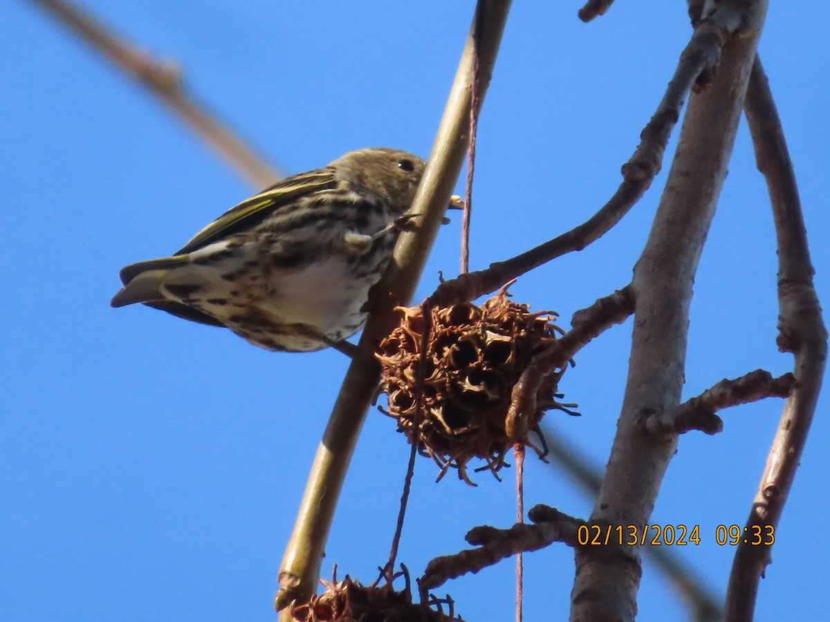 Pine Siskin - ML614793349