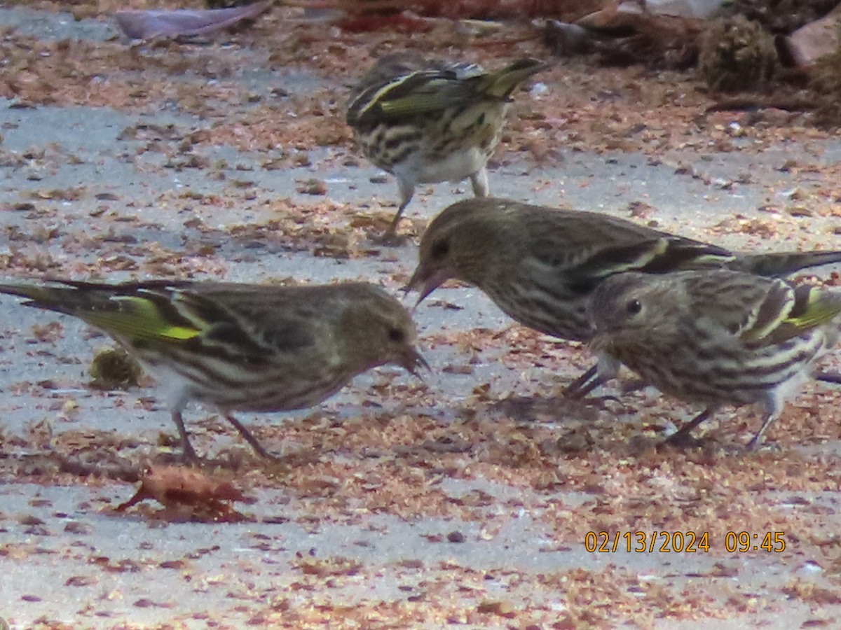 Pine Siskin - ML614793350
