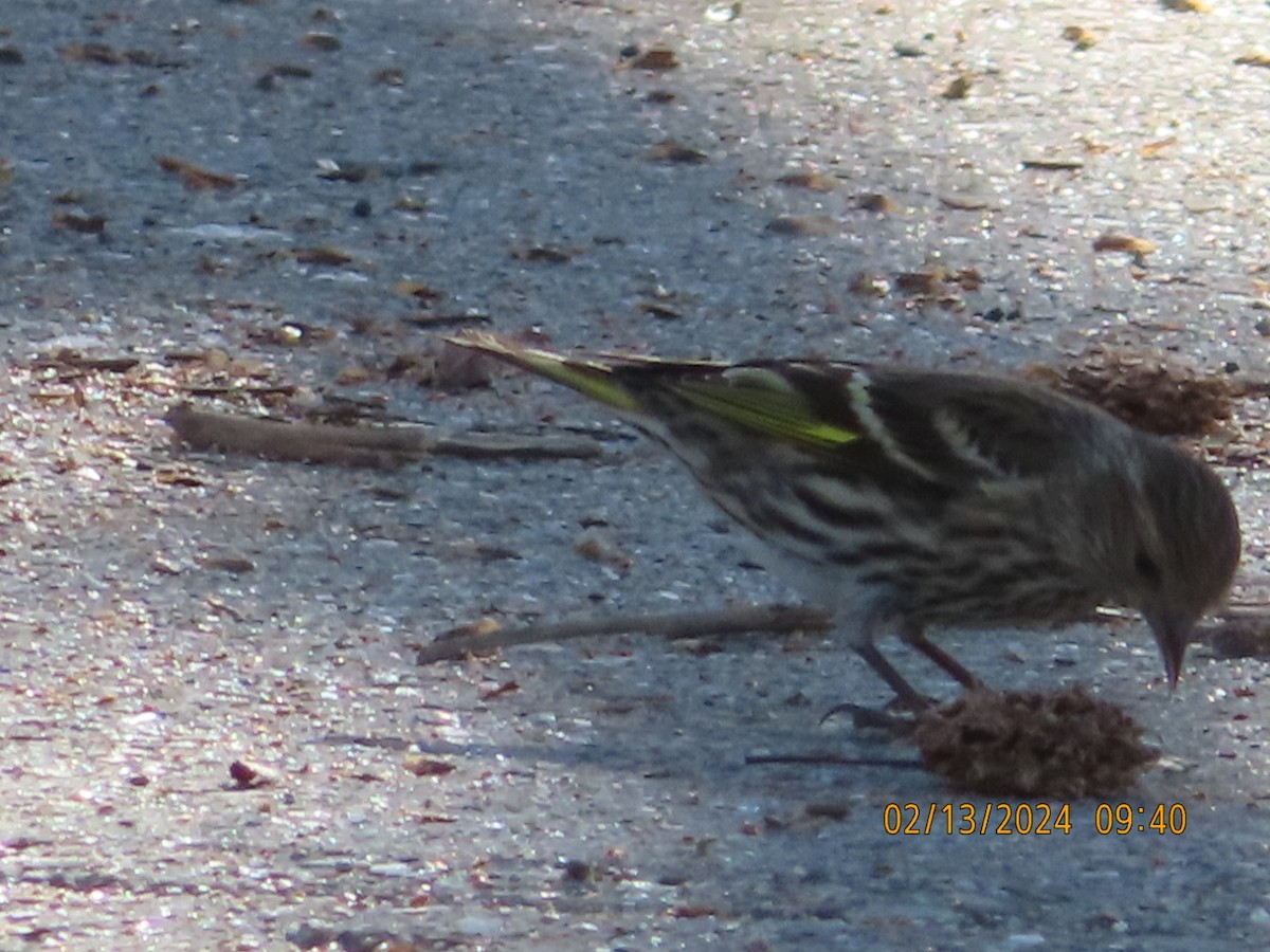 Pine Siskin - ML614793351